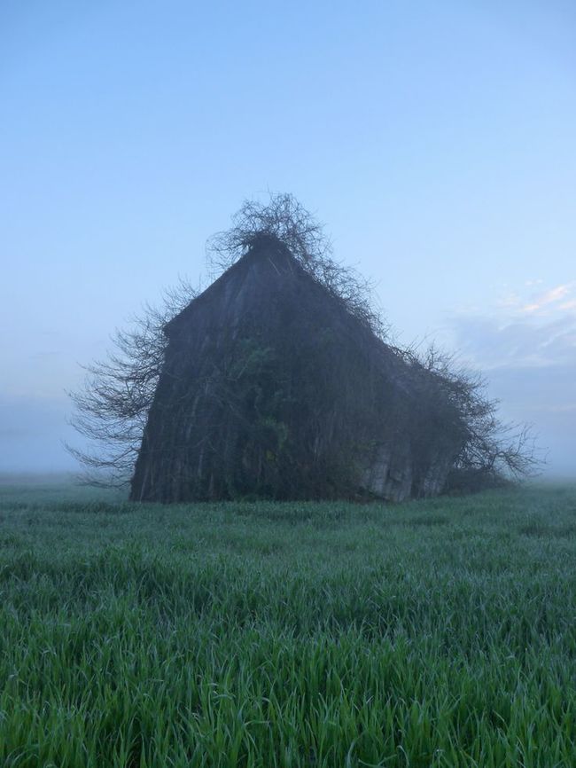 Natureza retomando seu espaço Naturaleza-que-retoma-lo-suyo-5