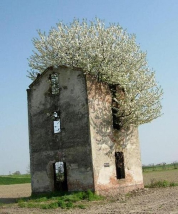 casa retomada por la naturaleza