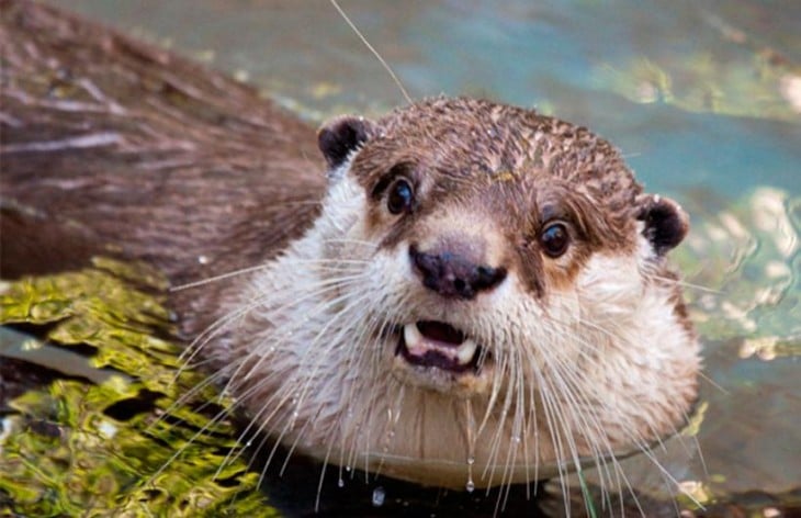 nutria enseñando los dientes