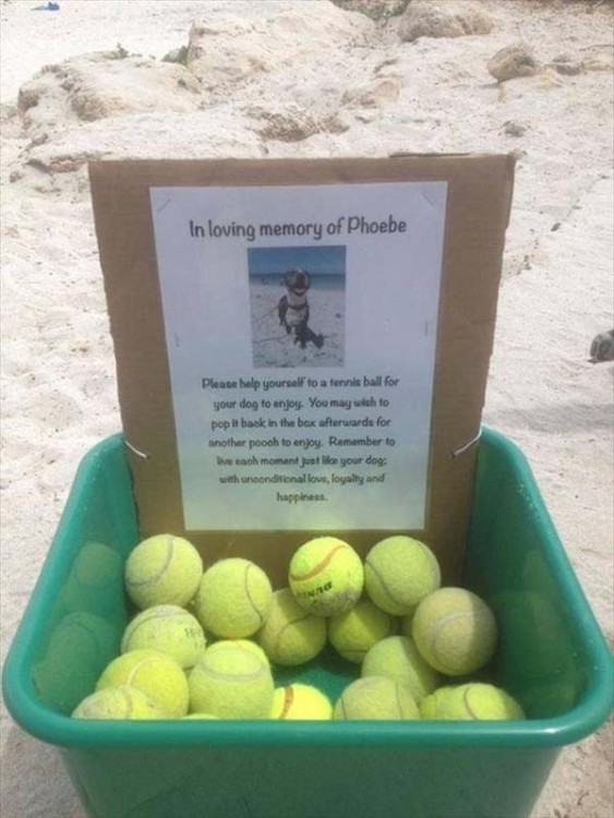 donacion de pelotas para perros