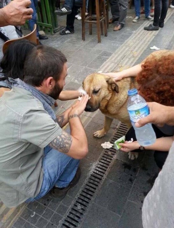 perro que es curado