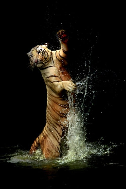 Tigre saltando en el agua y danzando