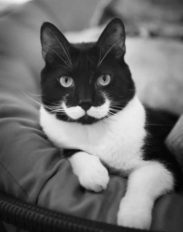 gato con bigotes blancos