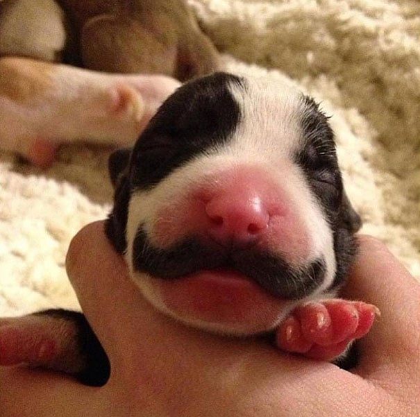 cachorro con bigotes
