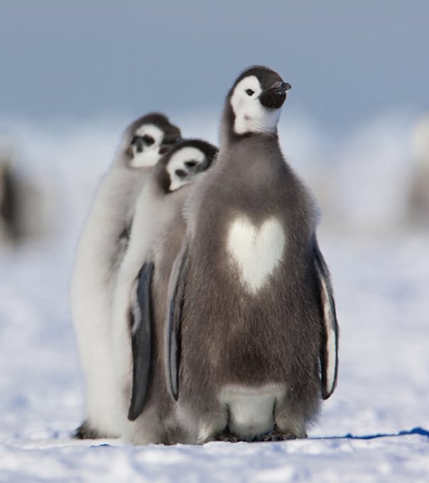 pinguino con corazon