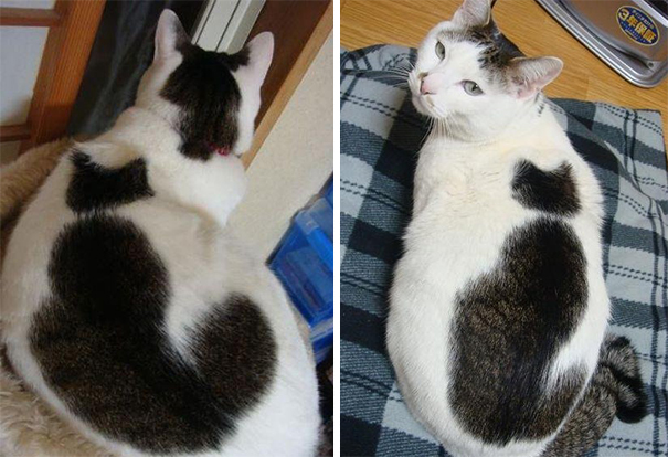 gato blanco con mancha negra