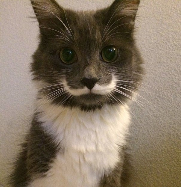 gato cafe con bigotes blancos