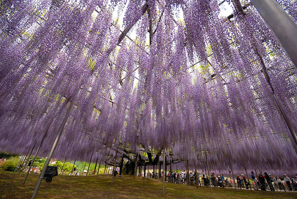 y planta japonesa de de 144 años