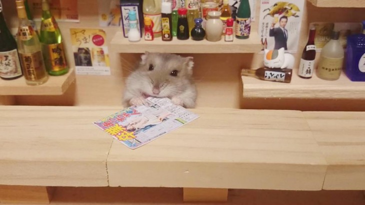 HAMSTER CON UNA TIRA COMICA