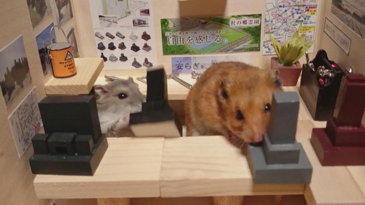 HAMSTER CON UNOS MUÑECOS Y SU AMIGO EL RATON