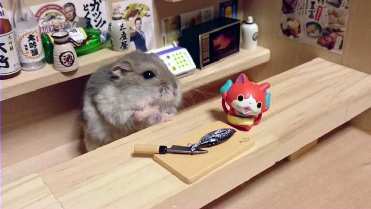 HAMSTER CORTANDO PESCADO