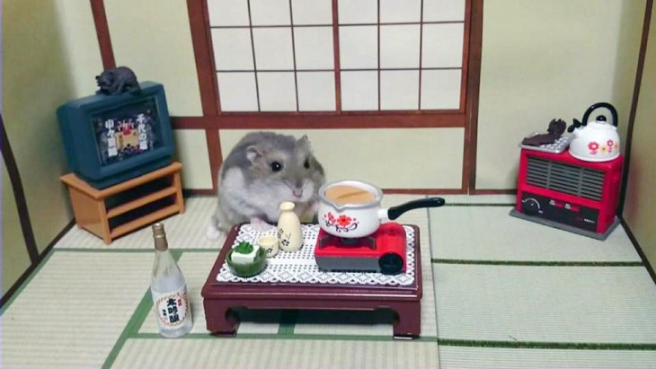 HAMSTER COCINANDO