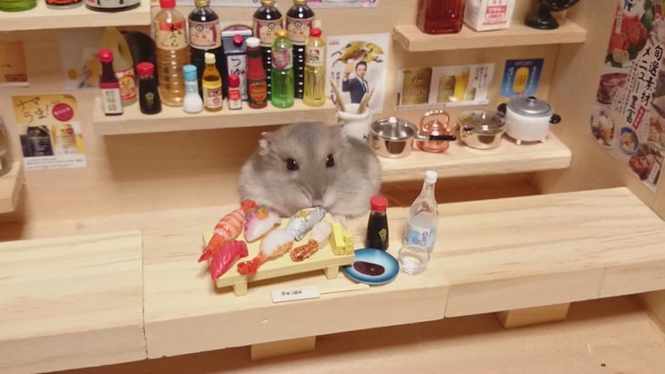 HAMSTER COMIENDO PESCADO