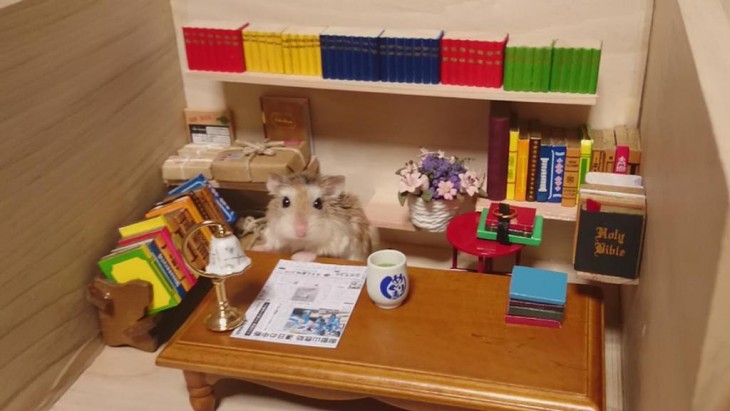 HAMSTER HACIENDO SU TAREA