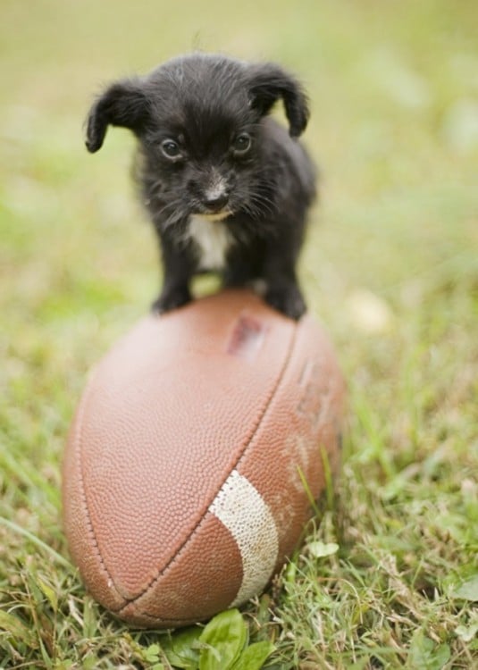 perrito negro con balon de futbol americano