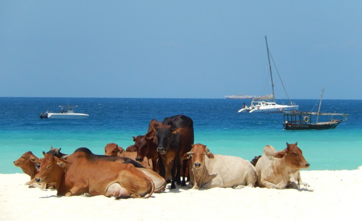 PLAYA DE LAS VACAS EN TANZANIA