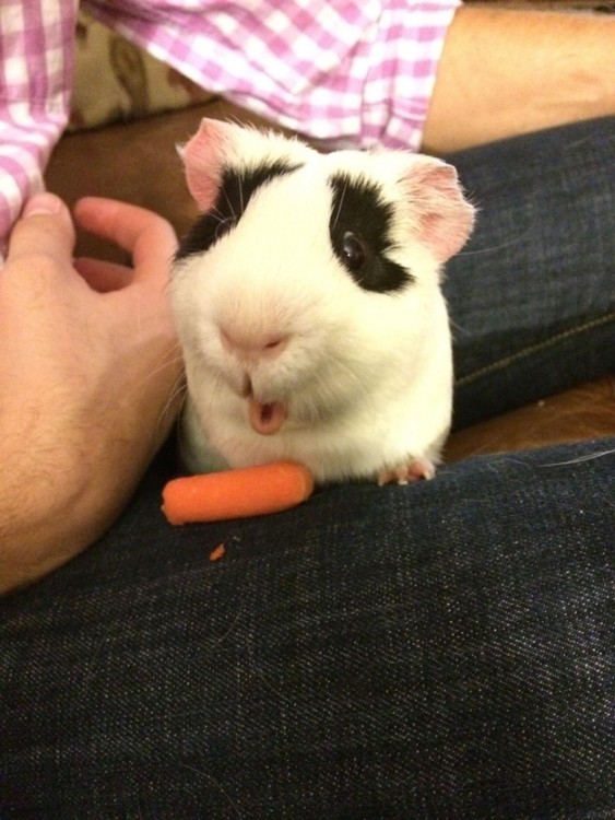 HAMSTER COMIENDO ZANAHORIAS