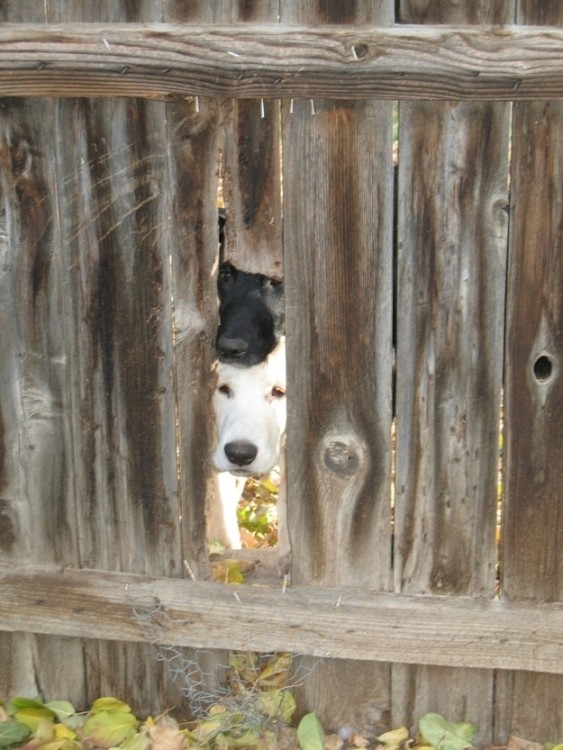 PERROS HUSMEANDO POR LA REJILLA