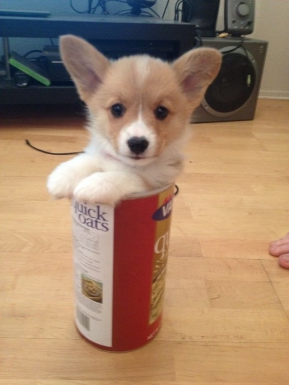 PERRITO EN UN BOTE DE PAPAS PRE ELABORADAS