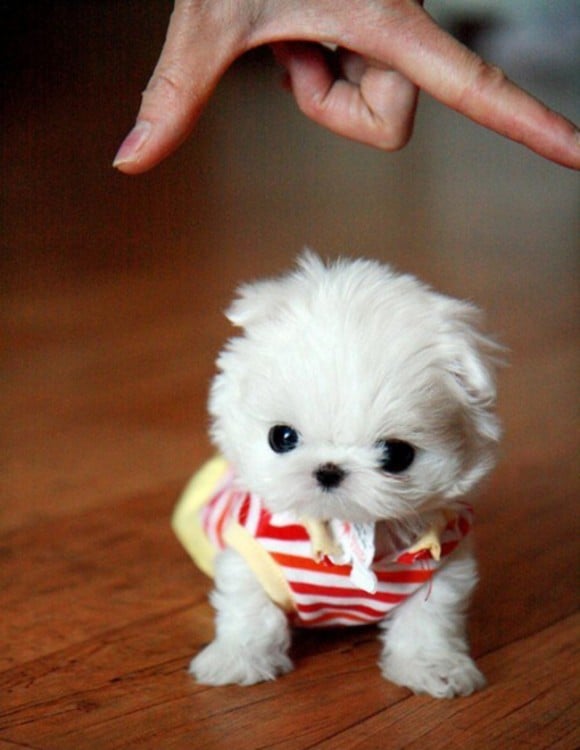 perrito blanco pequeño