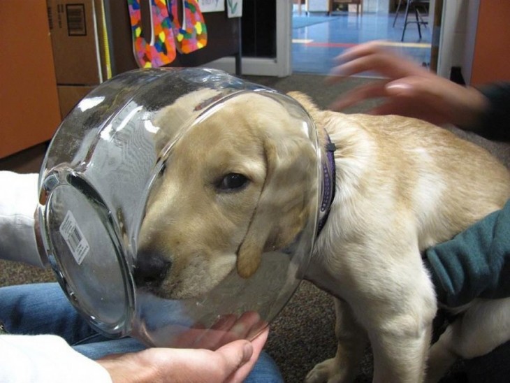 PERRO CON LA CABEZA ATORADA EN UN PECERA