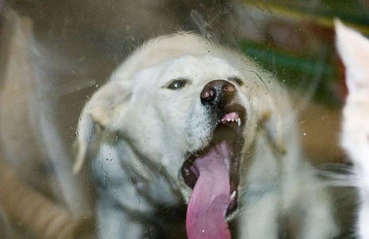 PERRO LAMIENDO EL VIDRIO