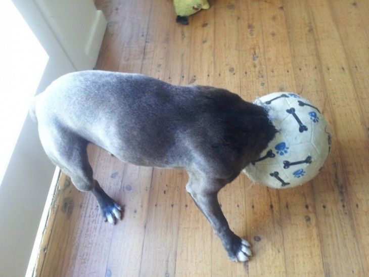 perro con la cabeza metida en un balón
