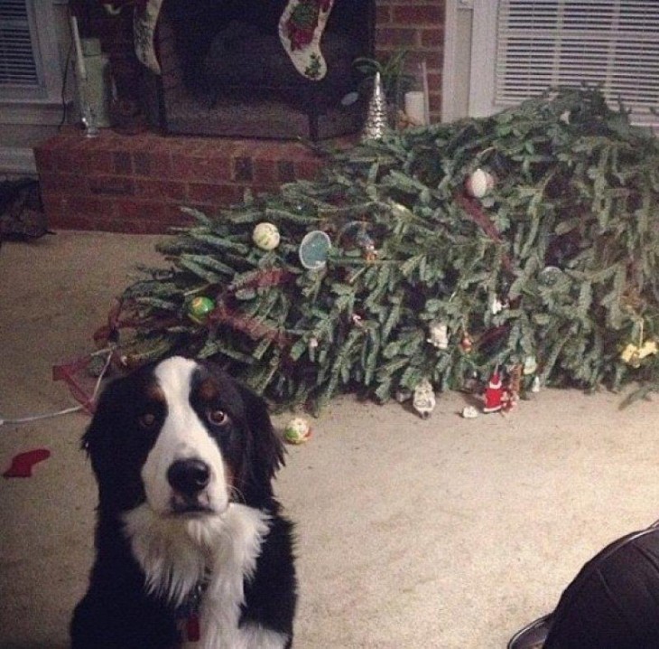 PERRO REGAÑADO DESPUÉS DE TIRAR EL ARBOL DE NAVIDAD