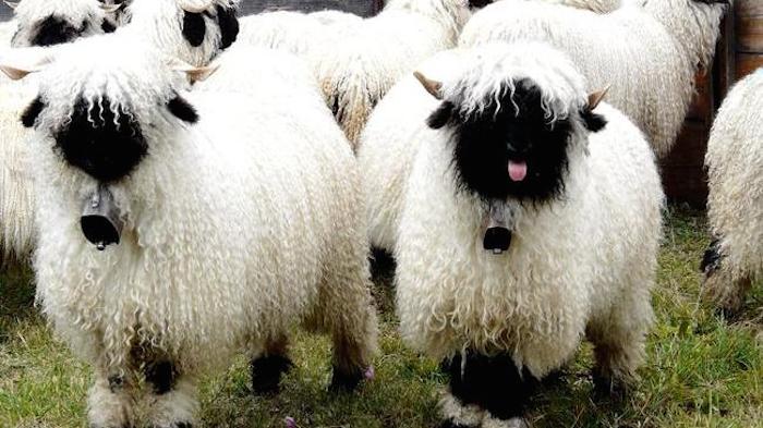 ovejas con cabello largo de color blanco con negro