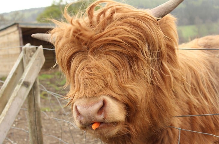 vaca pequeña con cabello largo