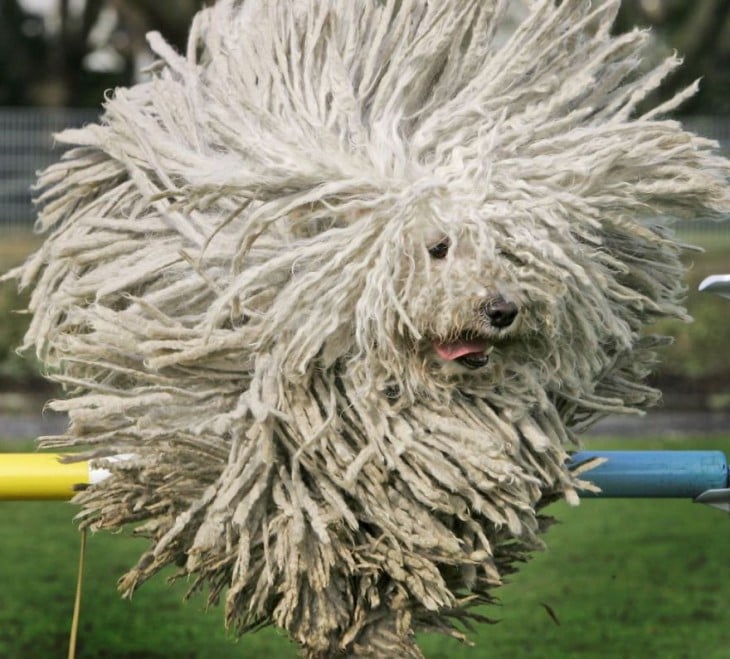 perro blanco que tiene el cabello como un trapeaador