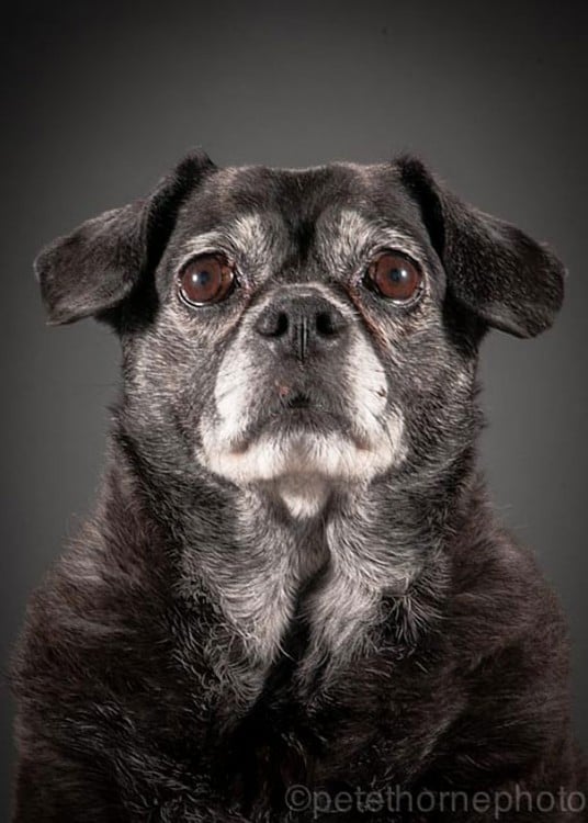 perro negro con cara de asustado