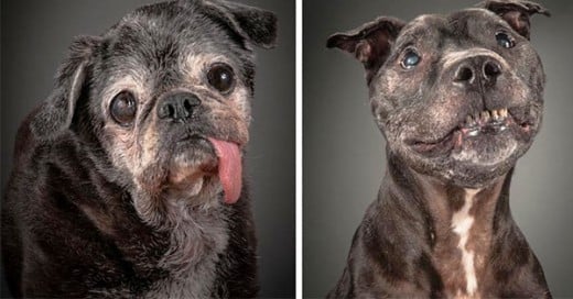 encantadoras imagens de perros ancianos