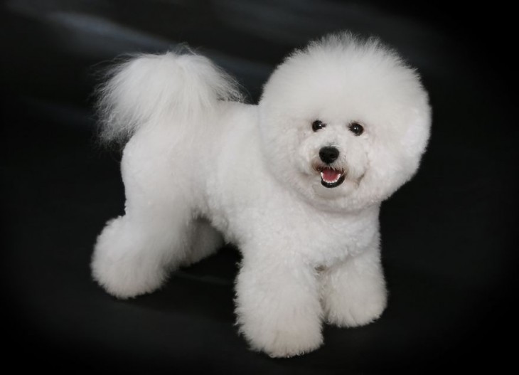 perro de raza bichon frise blanco