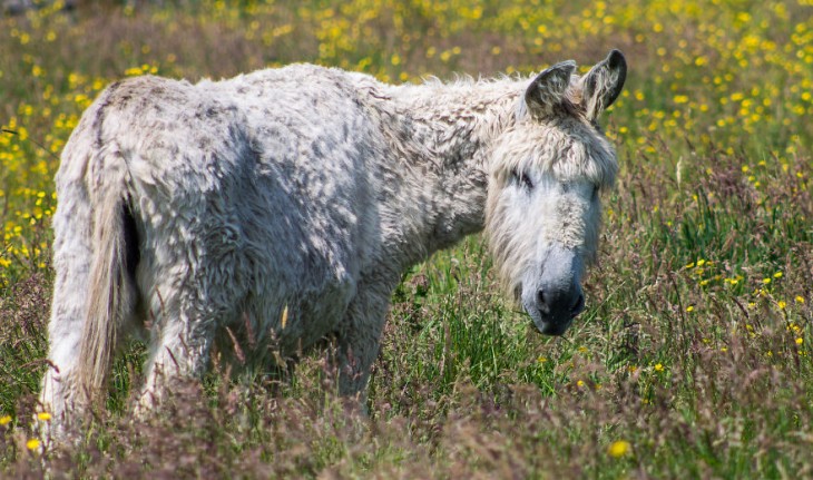 burro con cabello largo