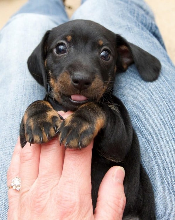 perrito que es sostenido por una mano