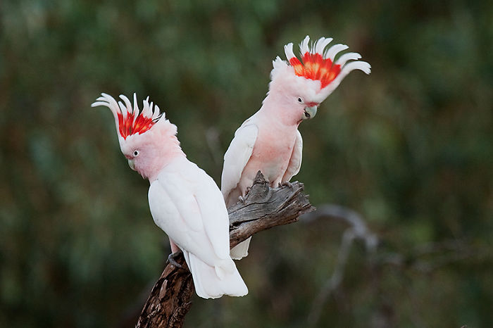 cacatua de color rosa con plumas paradas en la cabeza