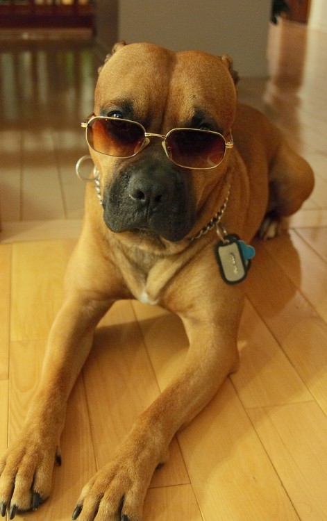 perro con lentes y una placa con su nombre