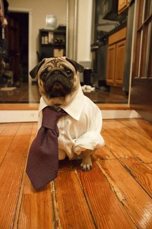 perrito con camisa y corbata