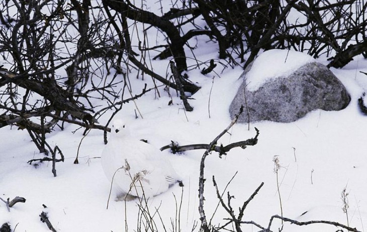 perdiz camuflada en la nieve