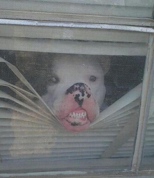 perro enseñando los dientes desde la ventana