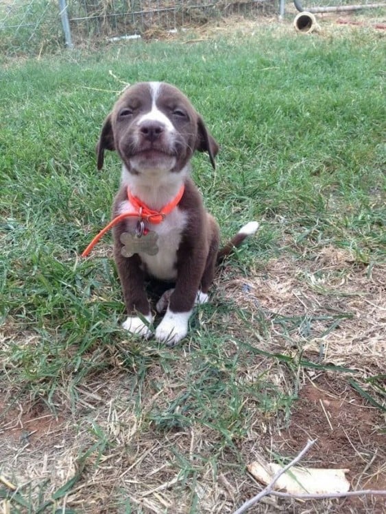 pequeño perrito sentando en el pasto