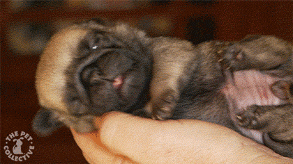 perrito dormido en la palma de la mano