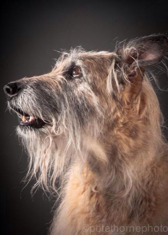 perro peludo con mancha blanca en el hocico de perfil