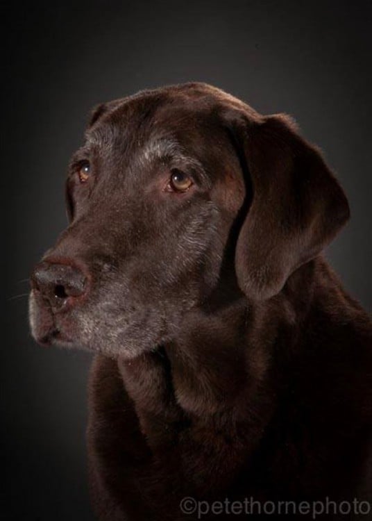 labrador de color chocolate