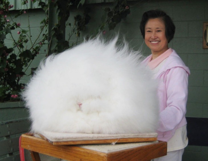 conejo de angora blanco que parece una mota