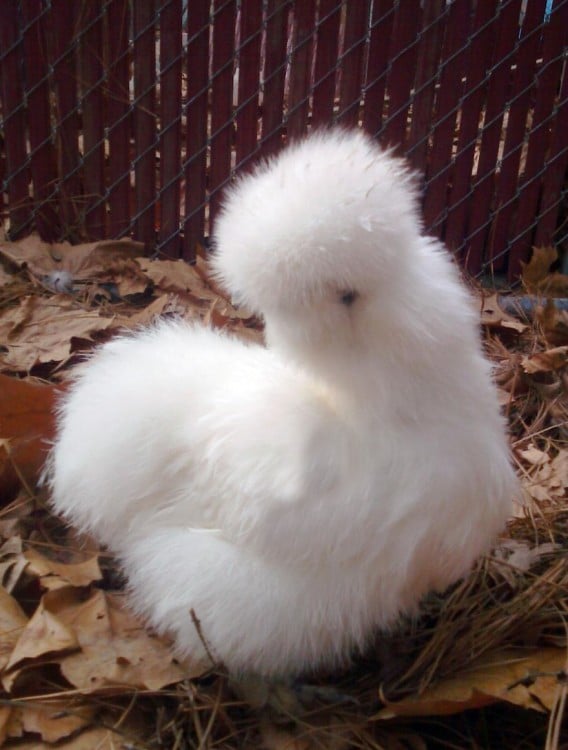 gallina blanca con plumas delgadas