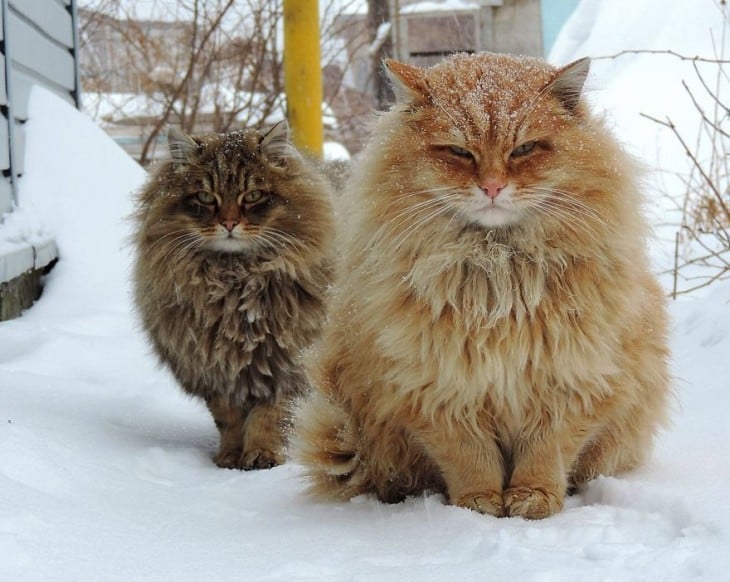 dos gatos siberianos en la nieve