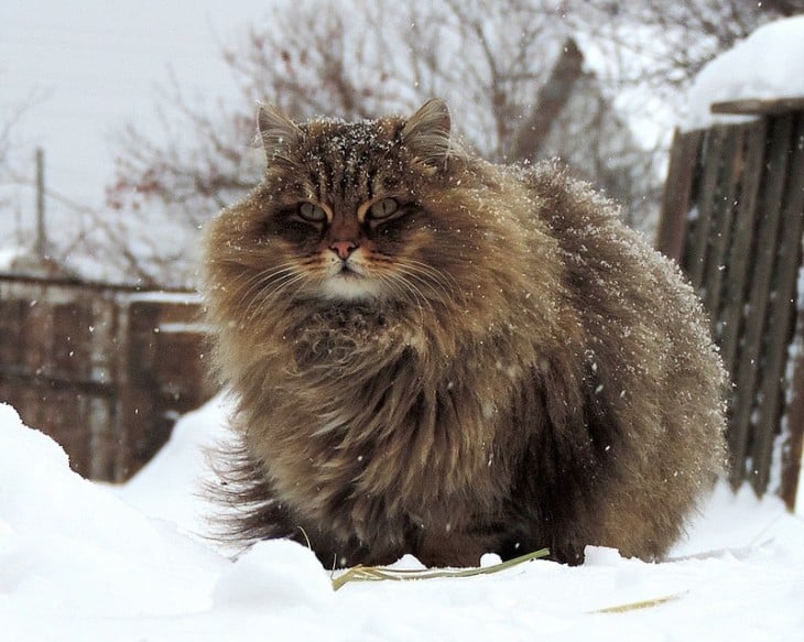 gato siberiano de color chocolate