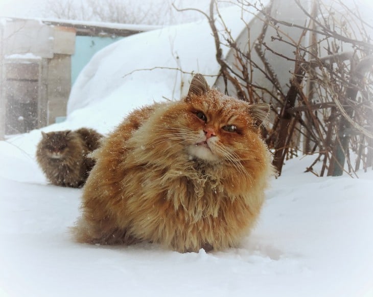 gato siberiano de color dorado